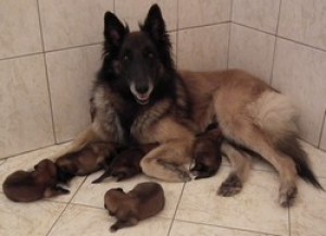 6. den věku štěňátek