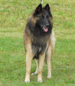 Gio Těchlovice - Klubová výstava Zbraslav 2013 - V1, CAC